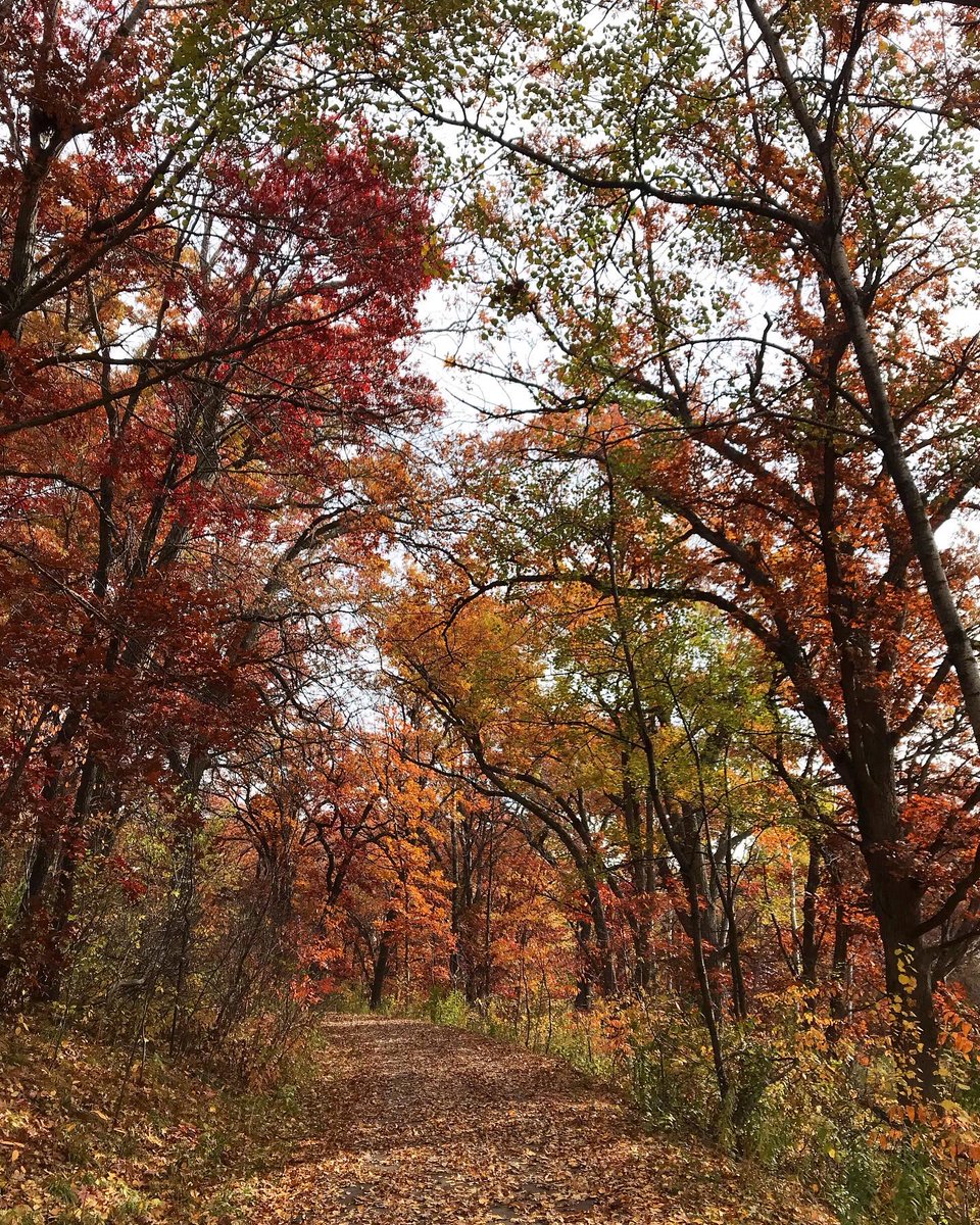 Ignisfox1's tweet image. Despite some car issues delaying me, I enjoyed a little walk around today 
#mnfall #Minnesota #fall #fallcolors