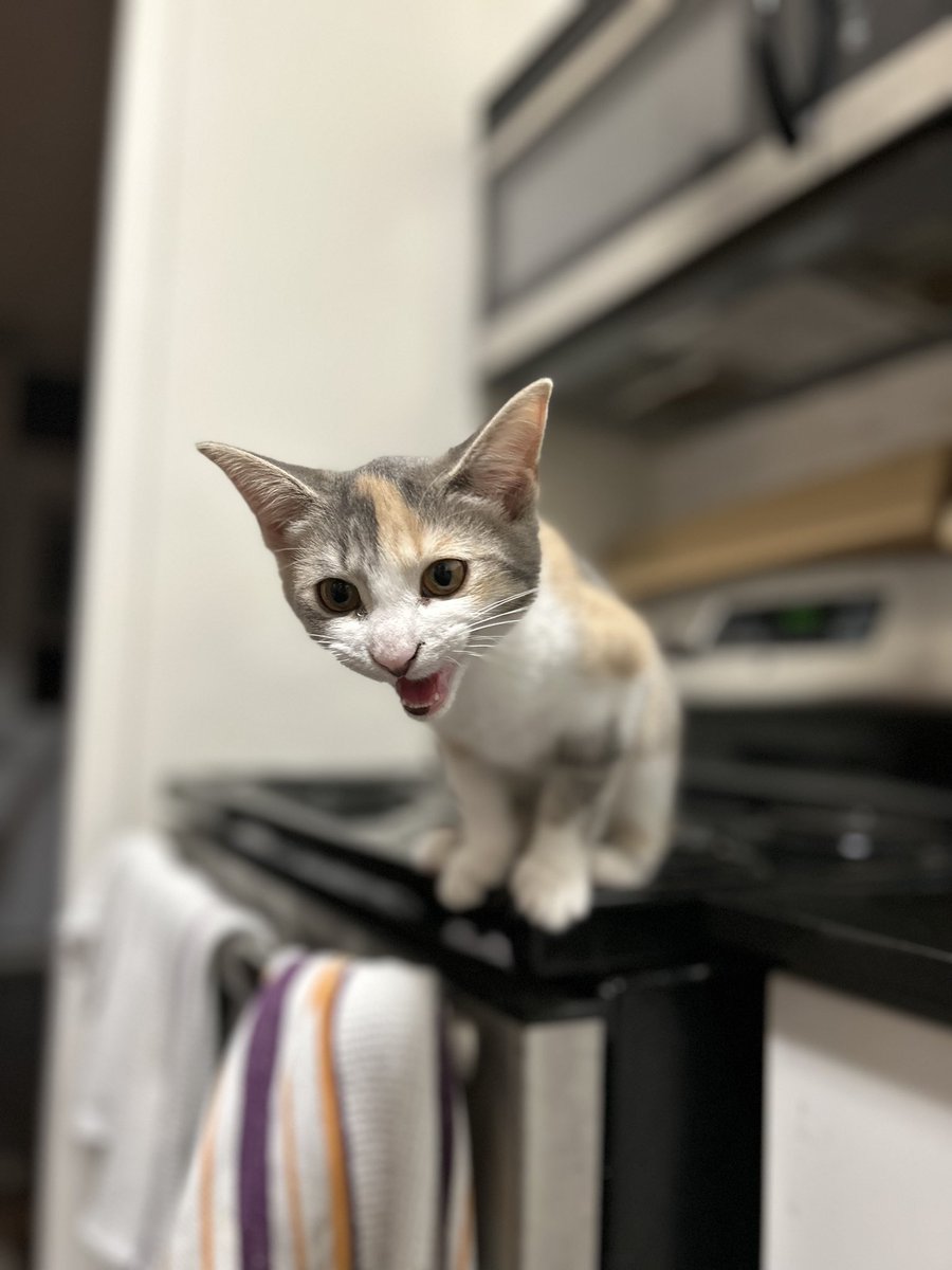 AndreaJanus's tweet photo. @DetroitRedWings My kitten Stevie, named for Stevie Y! https://t.co/ofHOKEjLwA