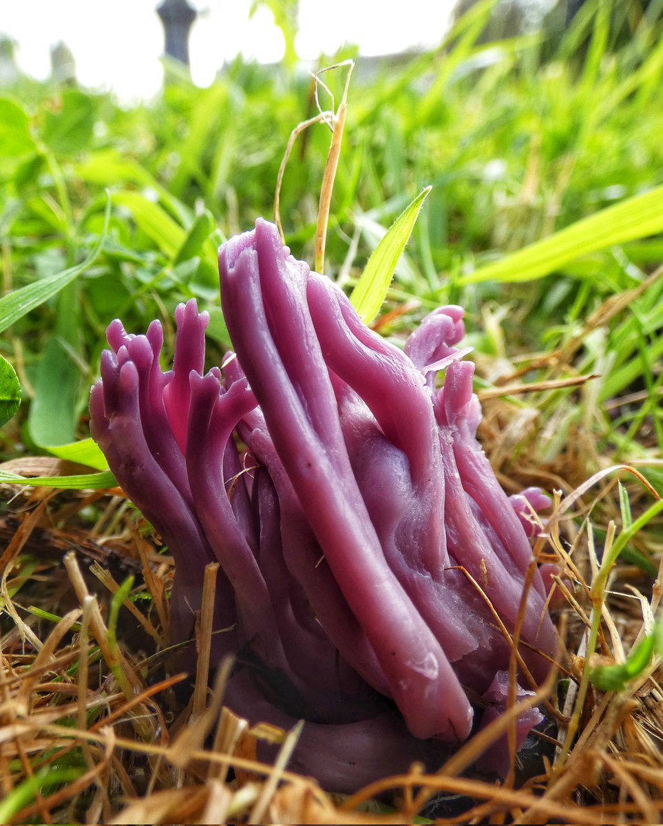 Really excited to find what I think is Violet Coral, Clavaria zollingeri today 🤞🥳💜 #fungi  <a href="/cofnod/">Cofnod</a> <a href="/CoalspoilFungi/">Emma Williams</a>