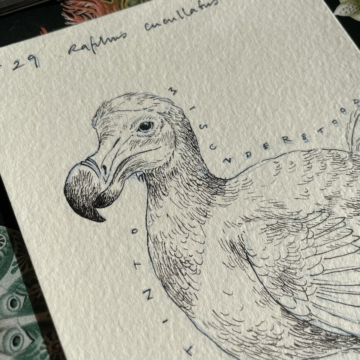 Day 29 // #Extinto + #Misunderstood // #Raphuscucullatus

Two combined #inktober prompts!

@illustraciencia + @GNSIorg 

#drawing #scienceart #scientificillustration #Sciart #Sciartober #Illustraink23 #illustraciencia #inktober #natureillustration #extint #dodo #bird #birdart