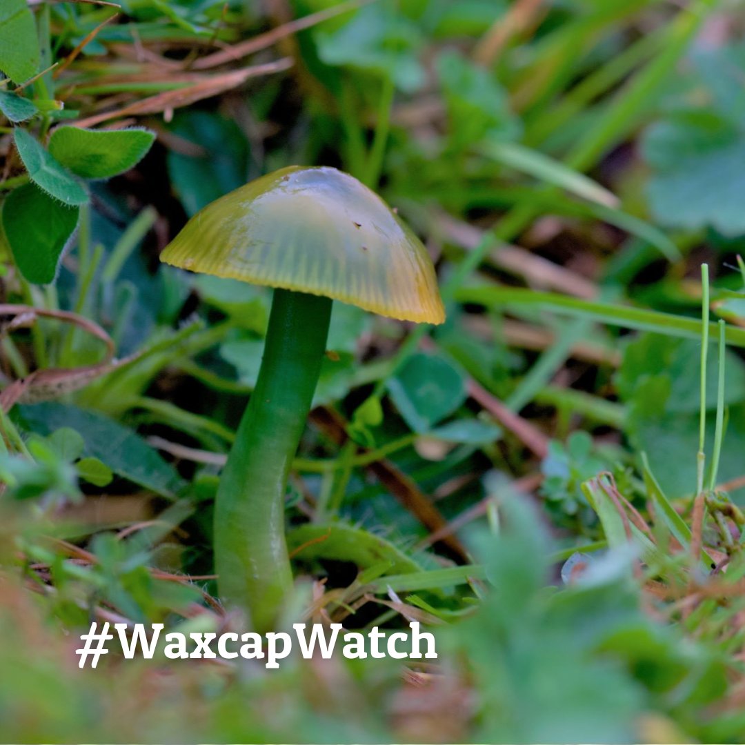 Plantlife tweet media