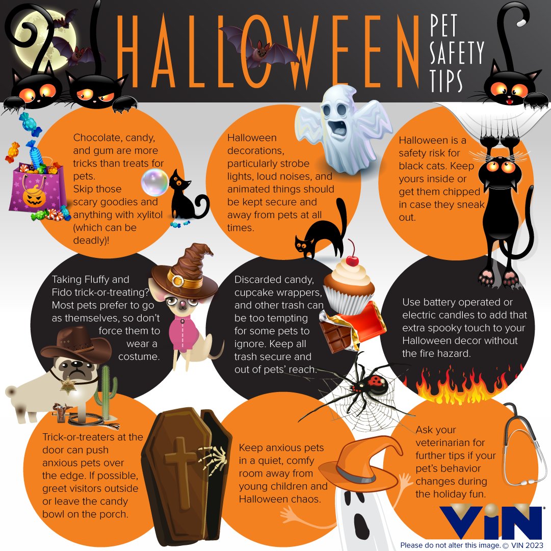VINCommunity's tweet photo. Help your clients get ready for ghouls and goblins, panicky Persians, and vomiting dachshunds! This fun infographic is full of reminders to help them avoid the ER this Halloween. Share this article with tips for a fun Halloween: https://t.co/3f0TMTKv0O #halloween https://t.co/TCSPqycNg9