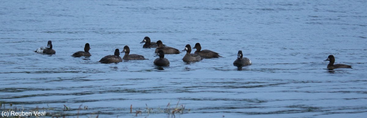 One of the craziest birding moments I've ever had at Drift this evening - picking up this flock of 12 Scaup and realising a ridiculous TEN (10) were Lesser Scaup! Feeding voraciously as if they had just crossed the Atlantic 🤯