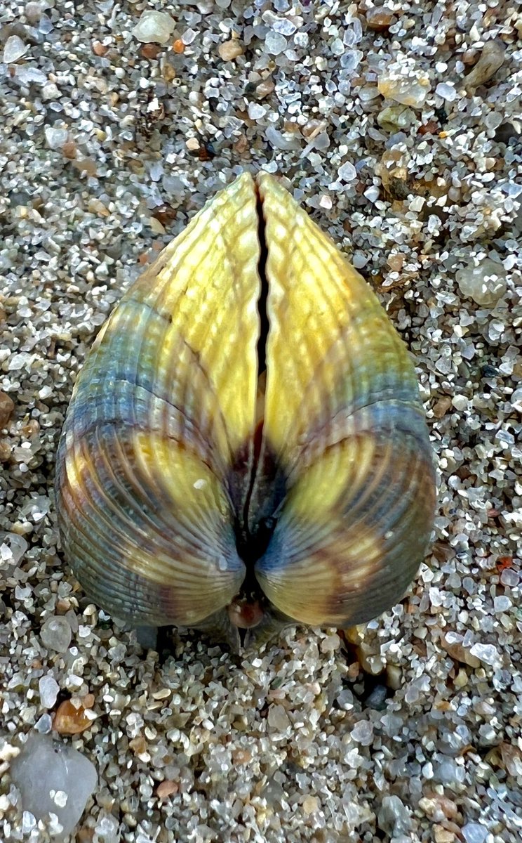 Perfect Symmetry of a seashell #naturelover #photography