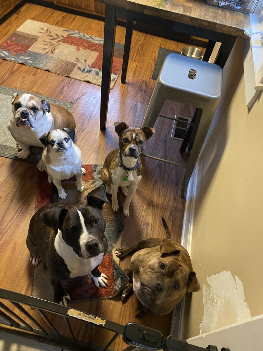 Fxzo_YT's tweet photo. Look at them! How can someone not like dogs? https://t.co/R1D0b1Jcns
