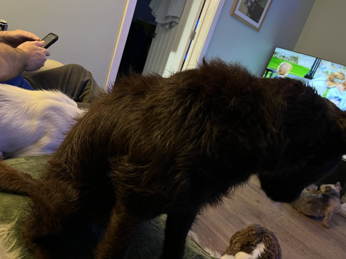 Stanley David here: 
Getting a bath even though you hate it is what happens when you roll in something horrid (💩) apparently according to Hoomother!!!!!