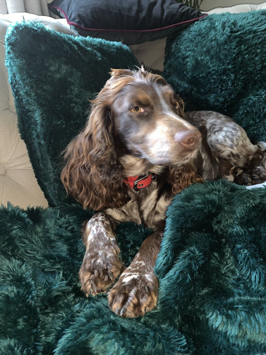 lew_reeves's tweet photo. If anyone sees her please reach out 🙏🏻 last seen is Ashdown forest area I’m sure you all know her super friendly she has her collar and she’s chipped just call 07721461605 07802464386 all the help is much appreciated 🙏🏻 https://t.co/yIfZFaNmdW