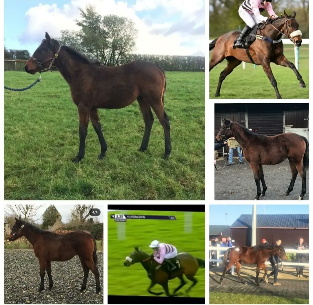 braysdown's tweet photo. Smart prospect 'The Kemble Brewery' wins at Cheltenham races on Saturday 🥳🏆🥇
Well done @kimbaileyracing and his team!! 👏👏💪
Here he is as a foal at Braysdown Stables 🐴

#Cutefoal 😍😍
#Basil💙 
#Bluebrazil
#CheltenhamWinner https://t.co/QswEXRMQq1