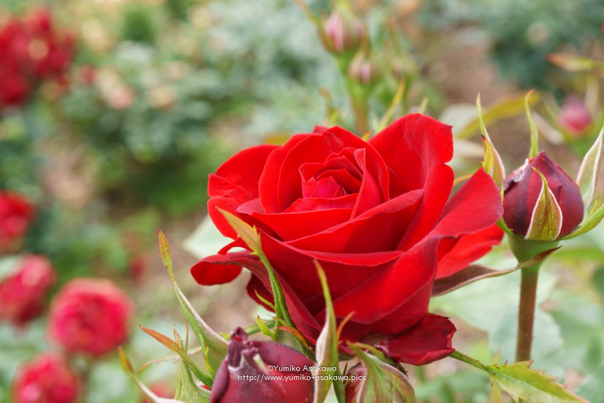 秋の赤い薔薇さん♪
今週もよろしくお願いします(^^♪

#バラ #rose #赤い薔薇 #redrose #秋薔薇 #red #redflowers #flowers #flowerphotography #nature #naturephotography