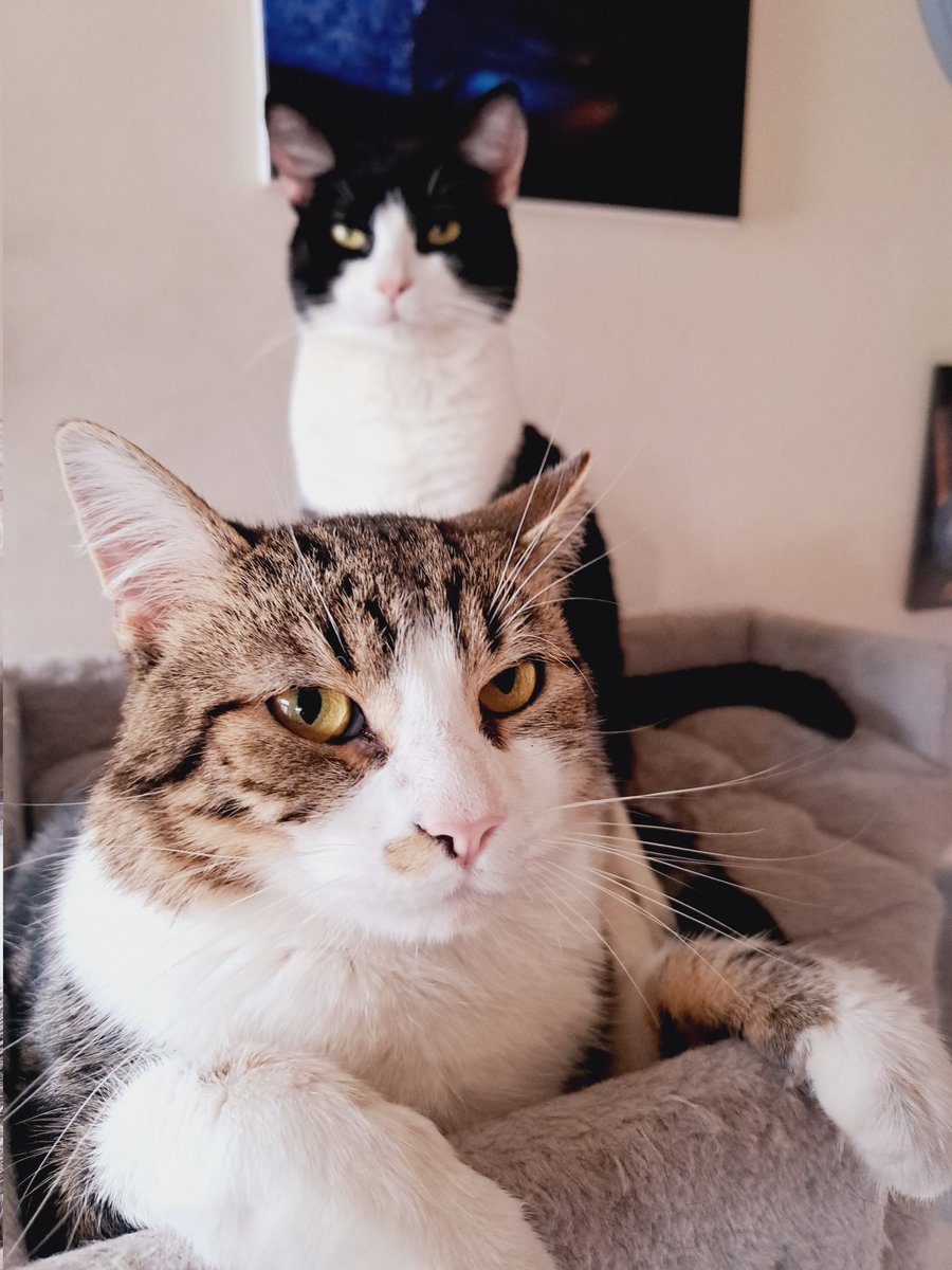 TheThreeMoggies's tweet photo. Mr Meowgi &amp; Gabriel: "Don't take a picture of us. It's Sunday, we are tired"

Mother @CaledonianKitty: *Takes one anyway* 😁📸📸 #CatsOnX #CatsOfTwitter #sundayvibes https://t.co/jqiJbyWHuS