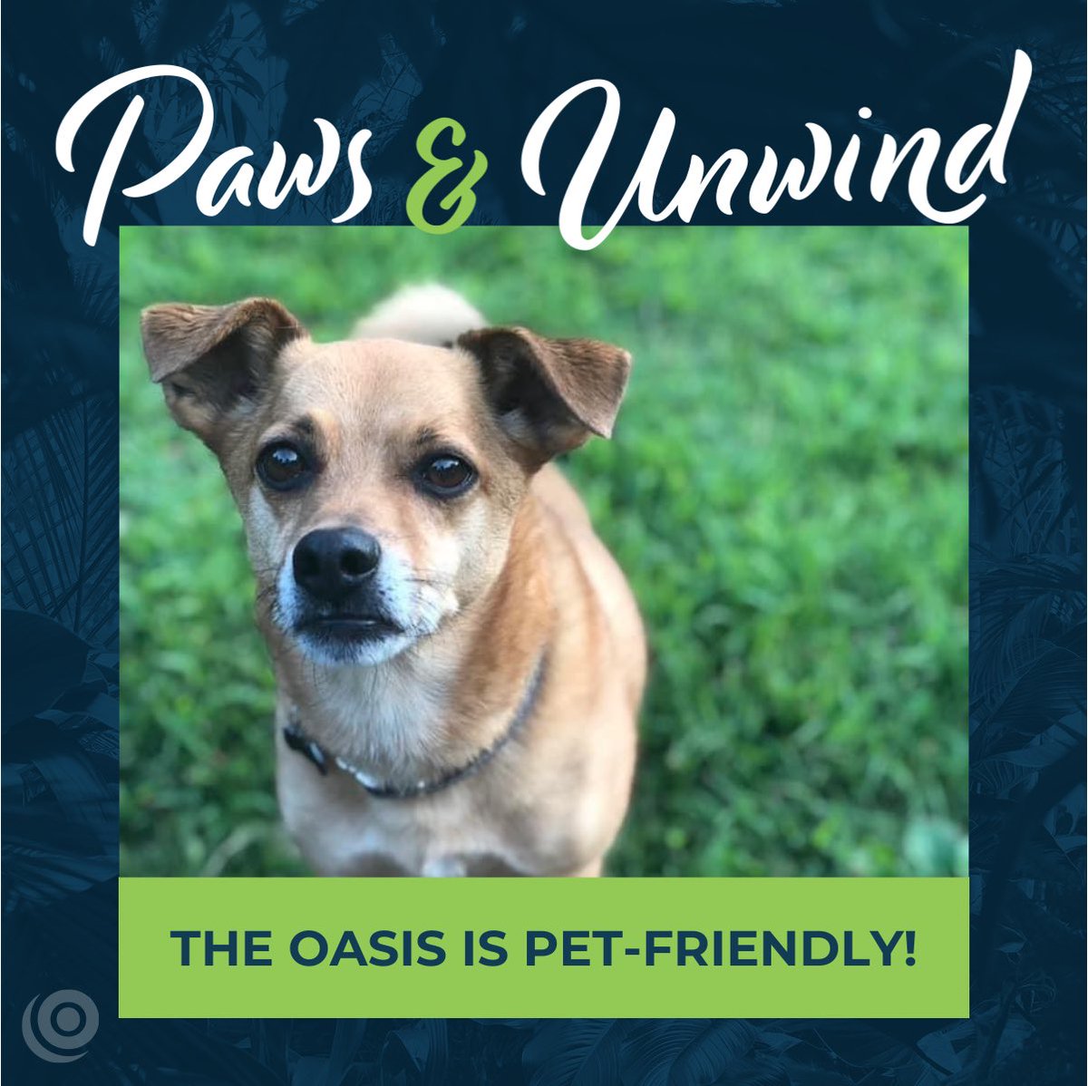 Have we mentioned the Oasis is pet friendly?

Because your fur babies deserve a vacation too. 🐶

UNLEASH the FUN!! 🐾 

 #OasisPets #PetFriendlyHotel #UnleashTheFun