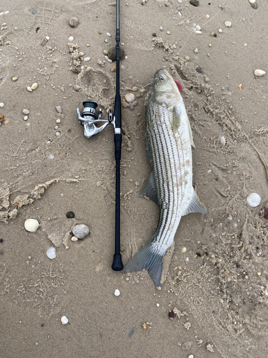 chartsmarter's tweet image. Finding new spots is like finding new charts that looks solid. #fallrun #stripedbass #northforkliving