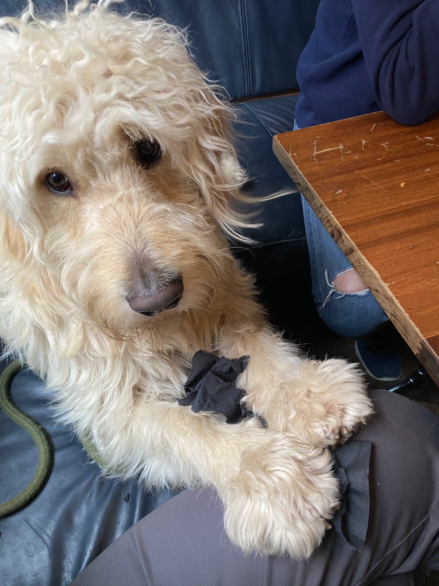 BadFiggle's tweet photo. Oh yeah. The boy is even more handsome today than he was yesterday. #IJS #HTSC 🥰🐾 https://t.co/eYaQgX6FZg