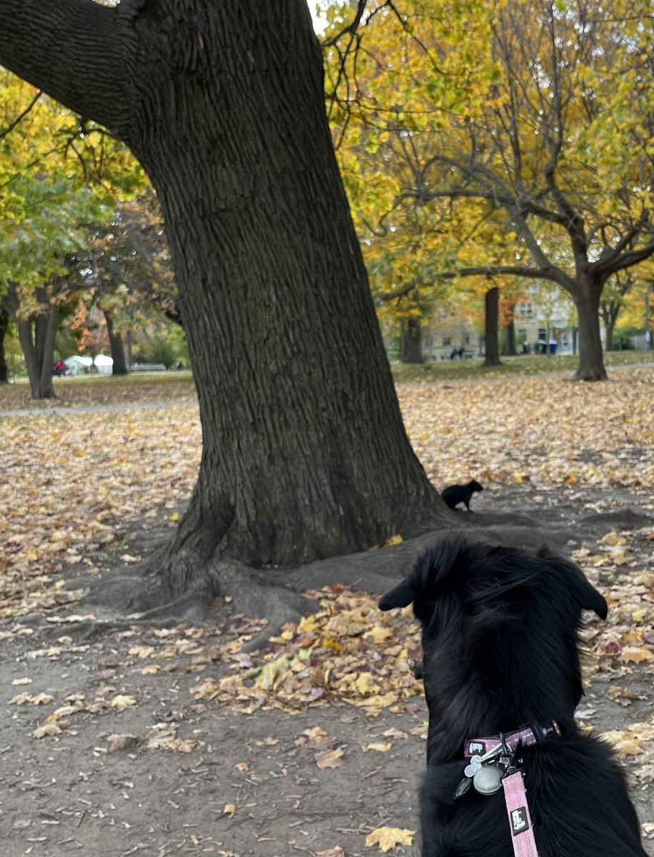Squirrel gumbo…squirrel kabob….