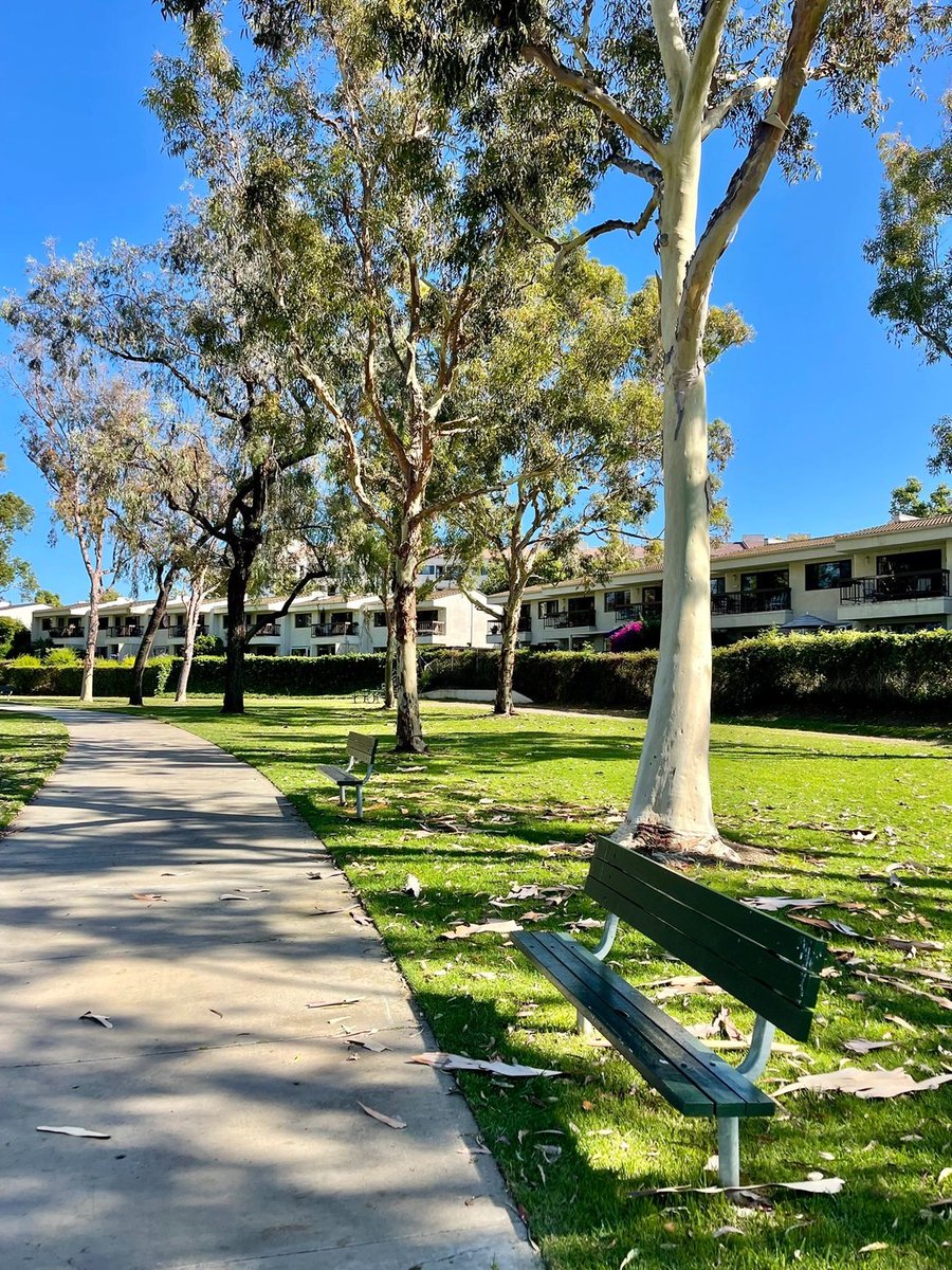 arrapot18's tweet image. Walking around the lake, the water is as calm as a mirror, reflecting the surrounding scenery, you will feel a sense of inner peace and relaxation, and the grace of the geese and their white feathers add a touch of beauty to the park #Los Angeles, California