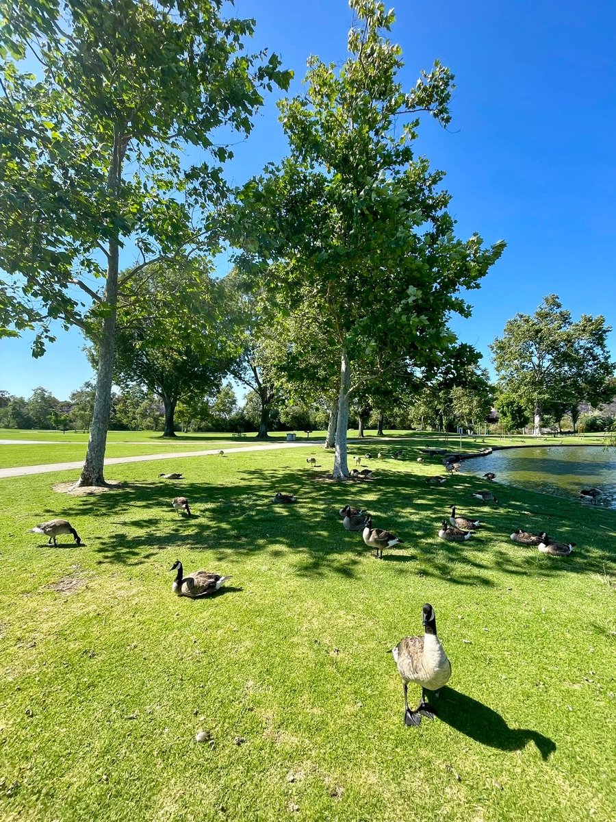 arrapot18's tweet image. Walking around the lake, the water is as calm as a mirror, reflecting the surrounding scenery, you will feel a sense of inner peace and relaxation, and the grace of the geese and their white feathers add a touch of beauty to the park #Los Angeles, California