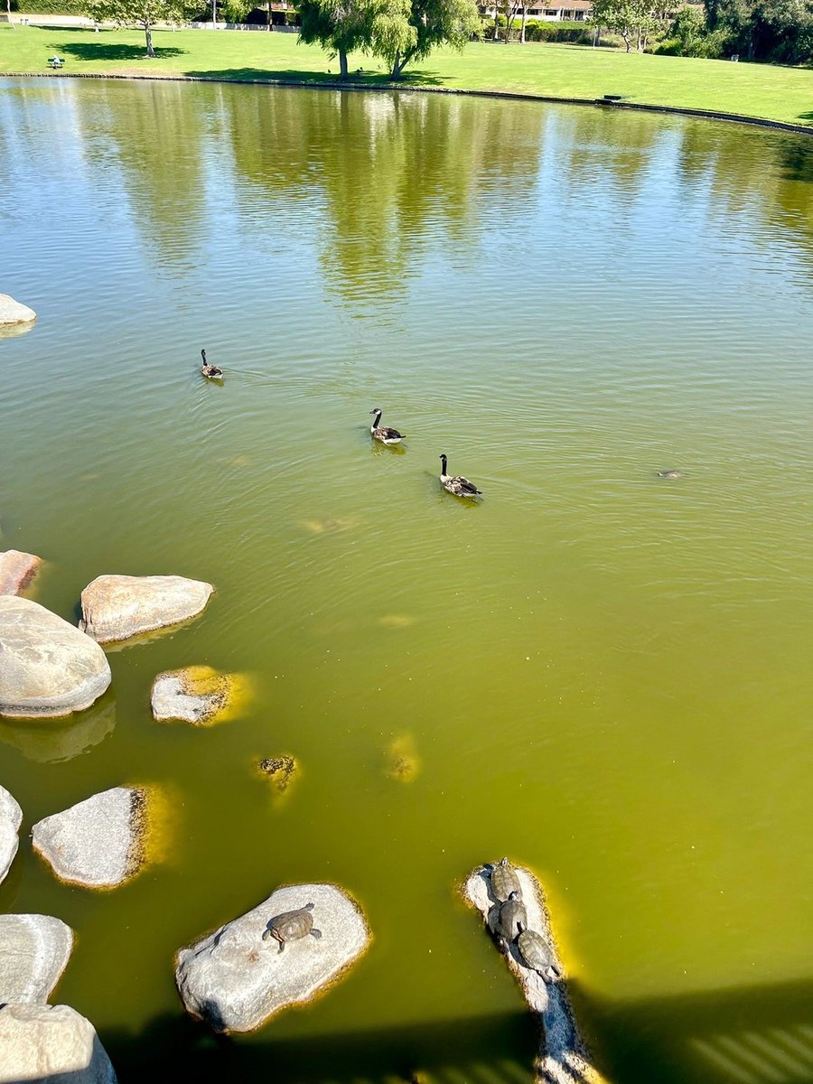 arrapot18's tweet image. Walking around the lake, the water is as calm as a mirror, reflecting the surrounding scenery, you will feel a sense of inner peace and relaxation, and the grace of the geese and their white feathers add a touch of beauty to the park #Los Angeles, California