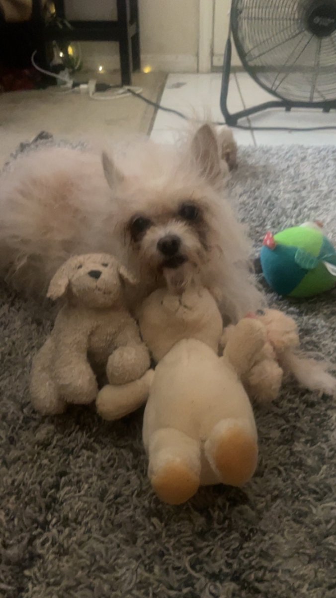 I am hanging in there. Sadly I have stopped eating. We are going to the vet tomorrow to see if she can help me. Pray for me friends and especially my mom. She is a mess!
