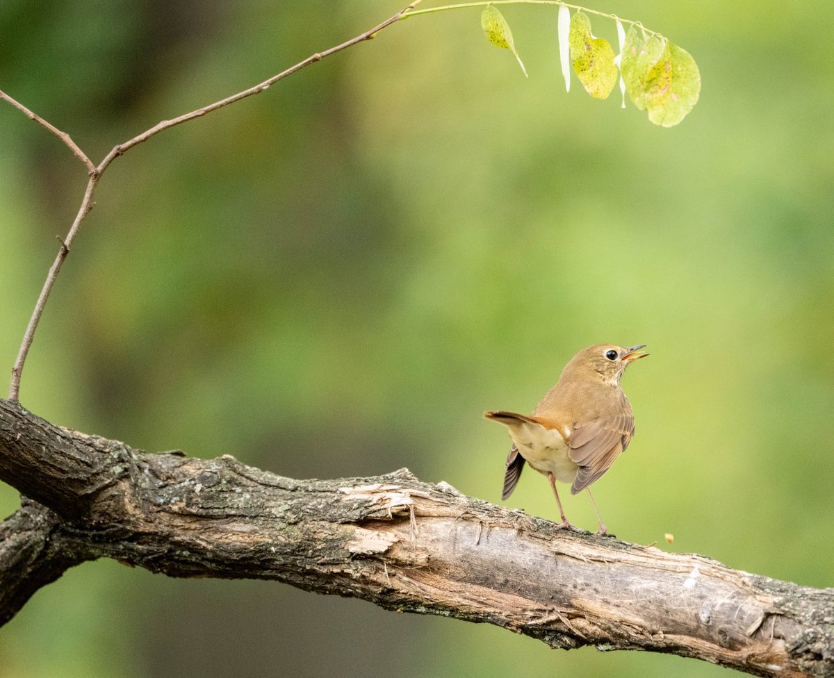 dlpmj1026's tweet photo. Hermit thrushes invading Central Park #birdingcpp https://t.co/cSm0UKNAKF
