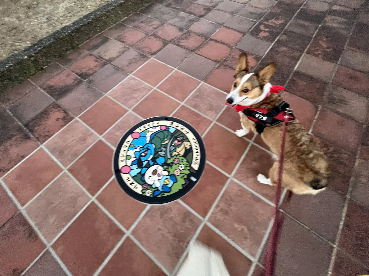 ChannelCorgi's tweet photo. ミジュマルマンホールさん https://t.co/HKrLWal8hl