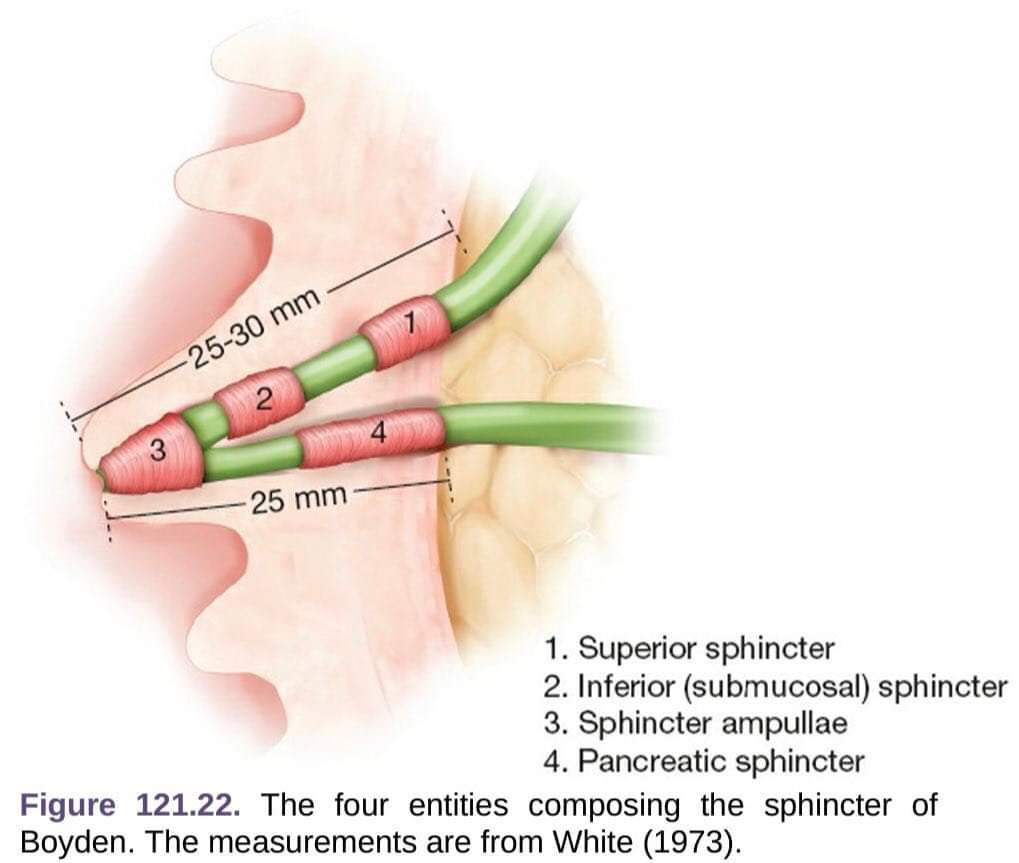 DRAFTABAHMED7's tweet photo. The sphincter complex of 𝗕𝗼𝘆𝗱𝗲𝗻🚨⤵️ 
Ref:Mastery of surgery https://t.co/46b7F07RGP