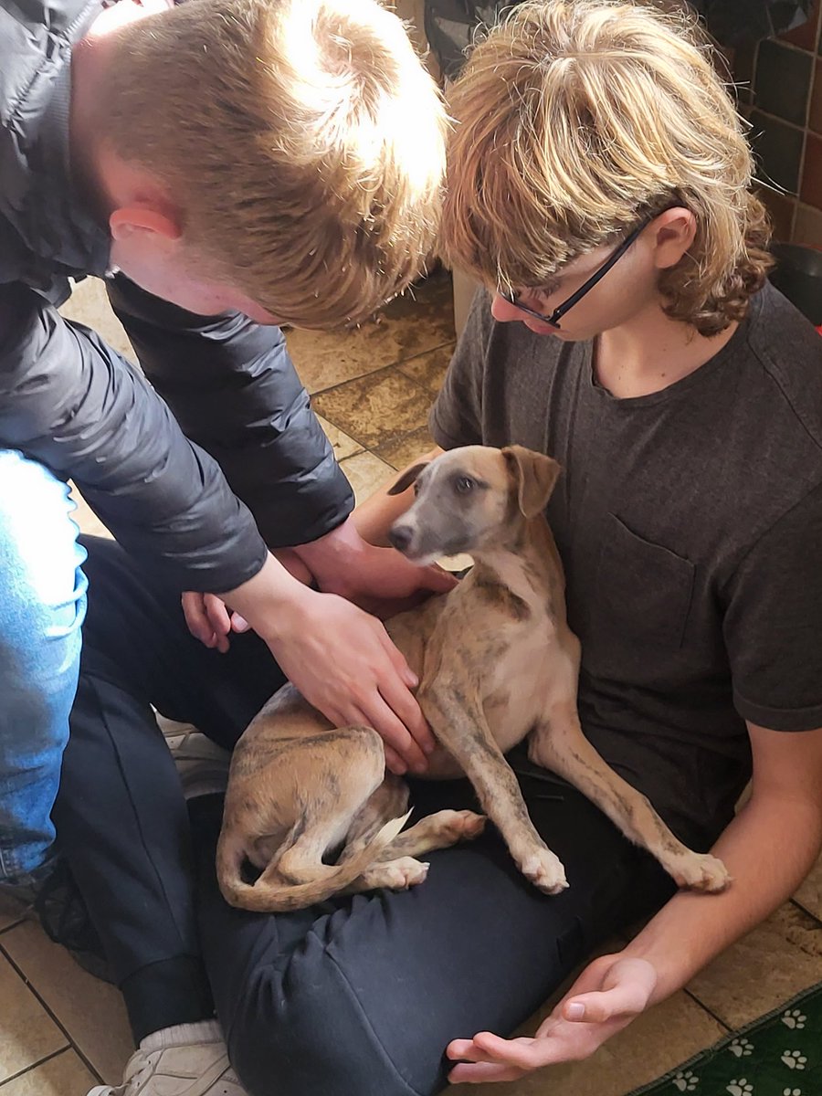 RachShaw2014's tweet photo. Introducing Skye to our family. 
Silver brindle Whippet,  12 weeks old. 
Such a little joy! https://t.co/4ng0Oxdxgp