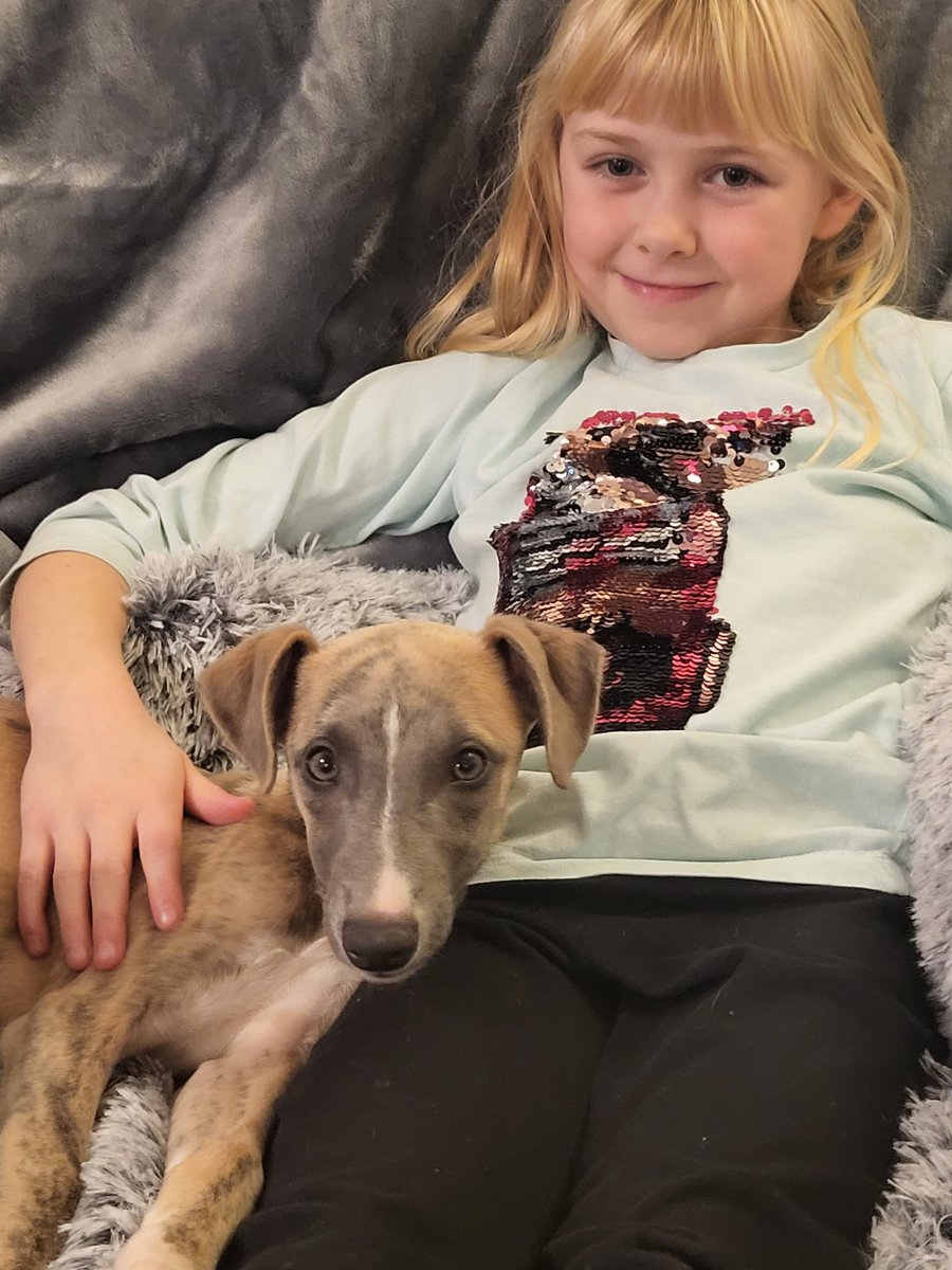 RachShaw2014's tweet photo. Introducing Skye to our family. 
Silver brindle Whippet,  12 weeks old. 
Such a little joy! https://t.co/4ng0Oxdxgp