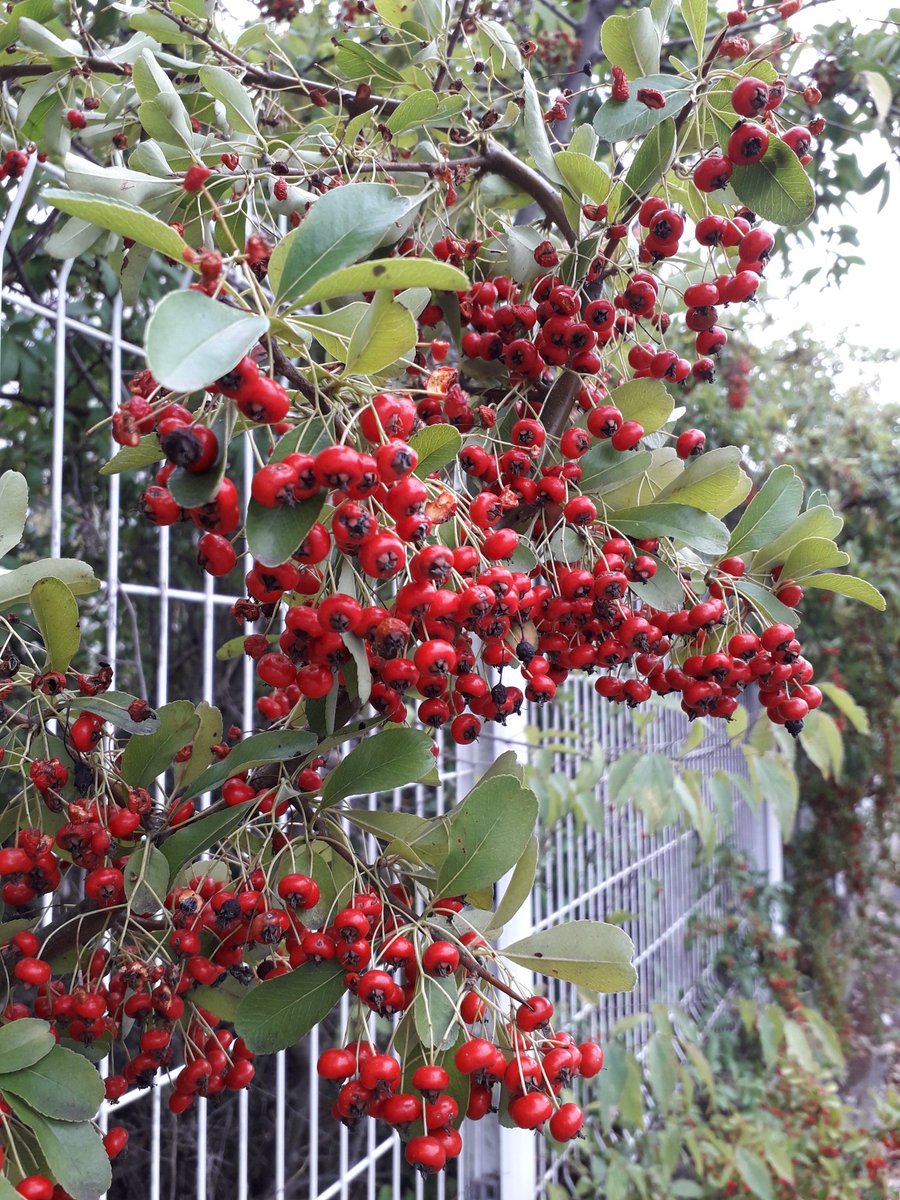 Dimanche sublimé par ces baies flamboyantes. Quel est le nom de cette plante ? Si vous la connaissez, dites le moi en com. Merci