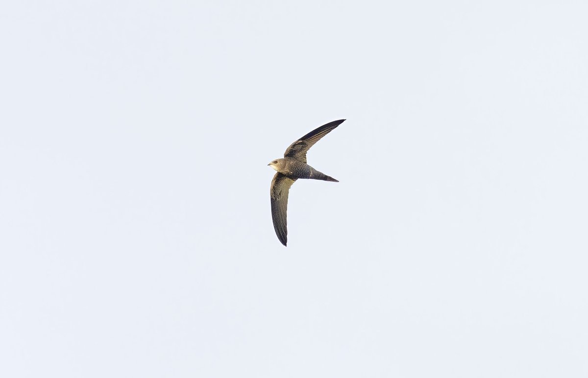 finally laid a 46 year local Pallid Swift rejection to bed with 2 over Barton Pits this am; always high and in bright or grey sky - very much record shots