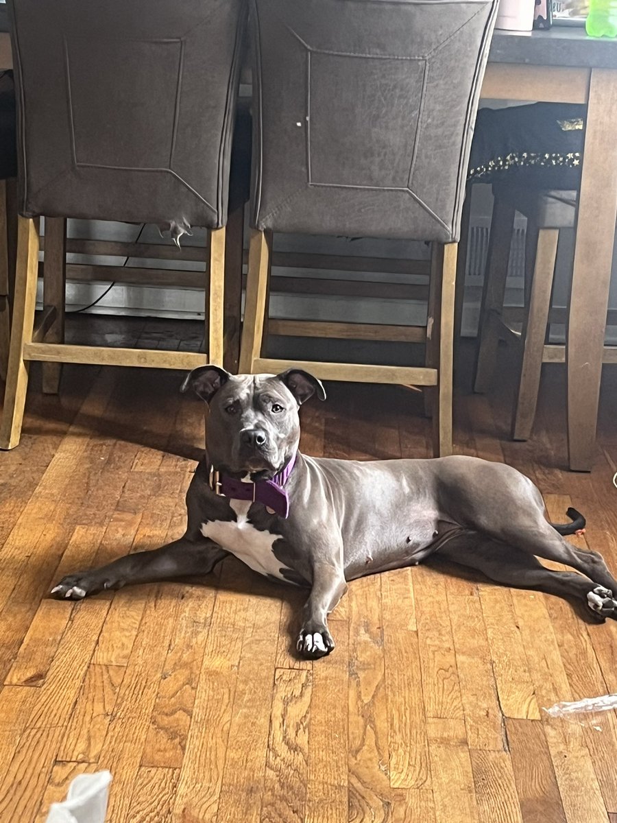 Splashyy_Nay's tweet image. My dog is really adorable I love her so much #bdayloading!