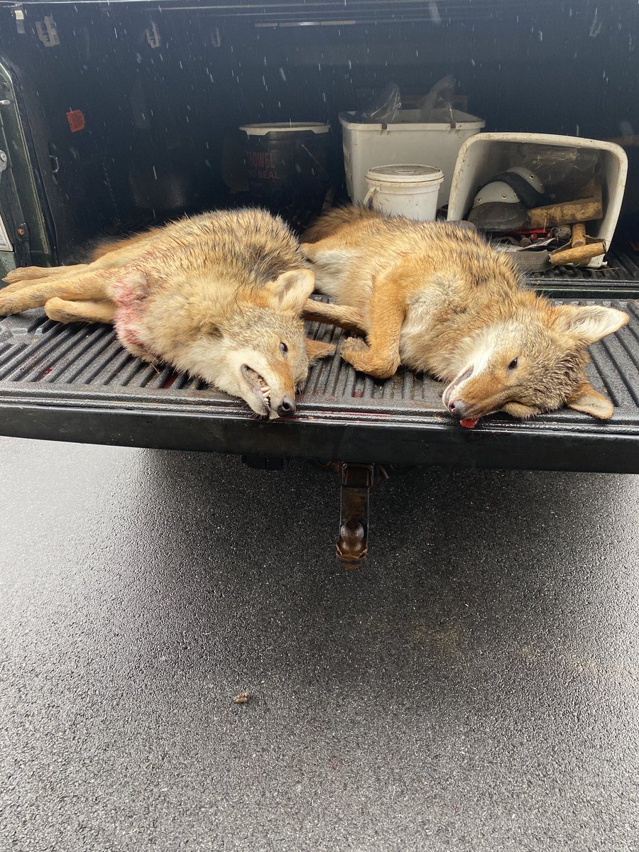 Update on the coyote problem. I had two of them in traps today. 33lb female and 40lb male.
