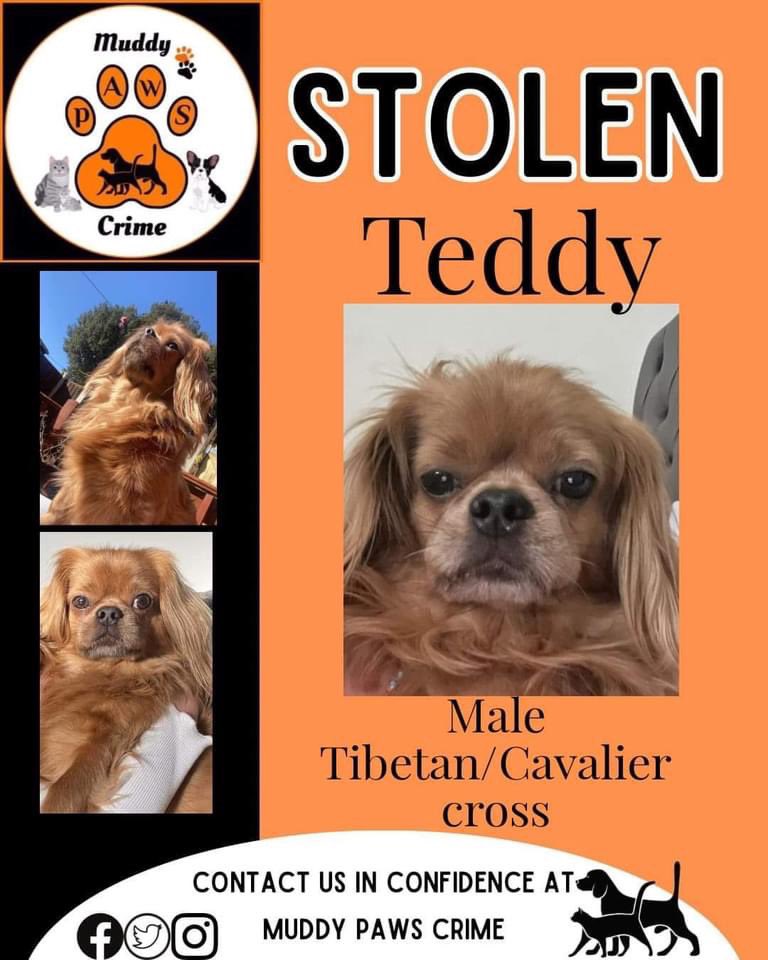 KarenFi51820768's tweet photo. Where is Teddy #Stolen one year ago today please #FindTeddy this little girl is heartbroken 😭😭#Repost https://t.co/PJQ6eF8OZD