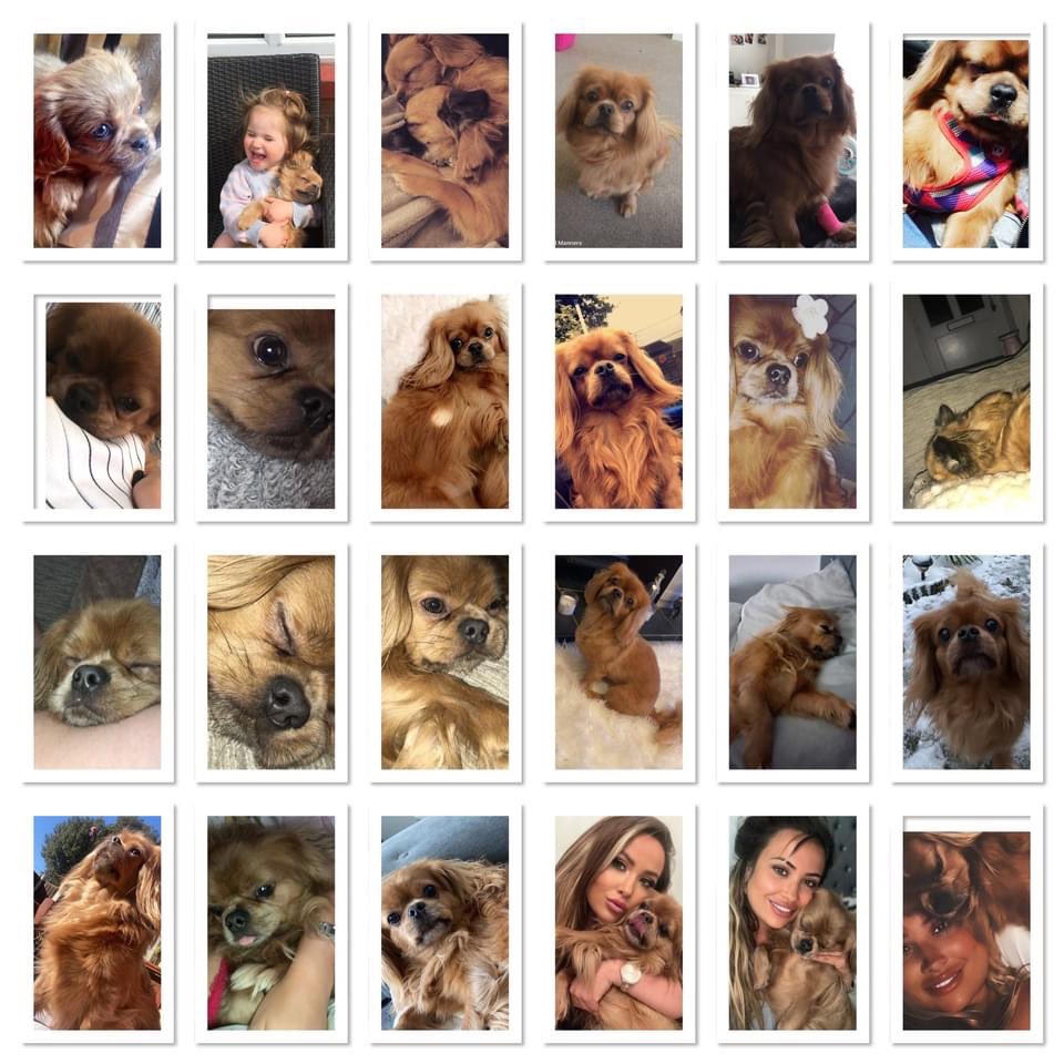 KarenFi51820768's tweet photo. Where is Teddy #Stolen one year ago today please #FindTeddy this little girl is heartbroken 😭😭#Repost https://t.co/PJQ6eF8OZD