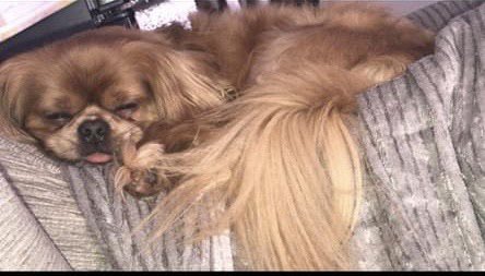 KarenFi51820768's tweet photo. Where is Teddy #Stolen one year ago today please #FindTeddy this little girl is heartbroken 😭😭#Repost https://t.co/PJQ6eF8OZD