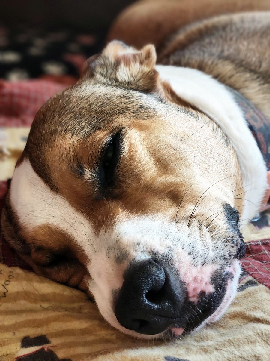 scarfacedogfl42's tweet photo. #dogsofx #pitlabs #dogs https://t.co/d3TsTrzkXA
