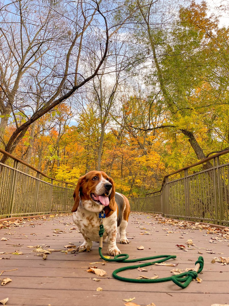 Autumn always looks great on me 🍂 #outdoors #forest #autumn #bassethound #brownandgold #beautiful #explore