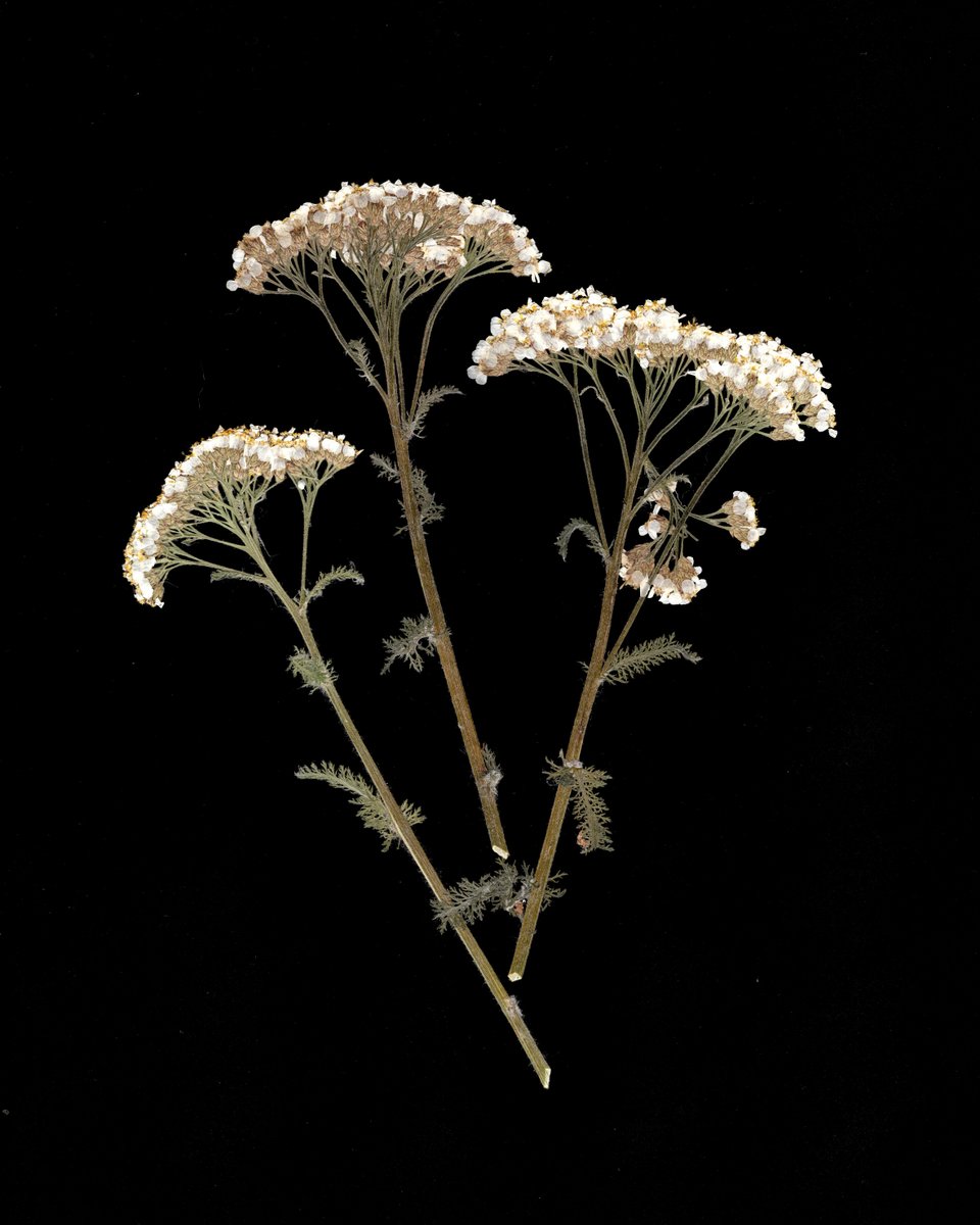 Art from the Unknown Feature: Allison Dragsten runs a small floral pressing business in Edmonton. Allison works with a variety of flowers and frames original pieces or digitizes the florals to create prints and cards.

pressedcreative.ca