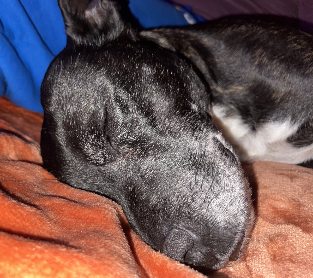 Retired Police Dog Stella the Staffie tweet media