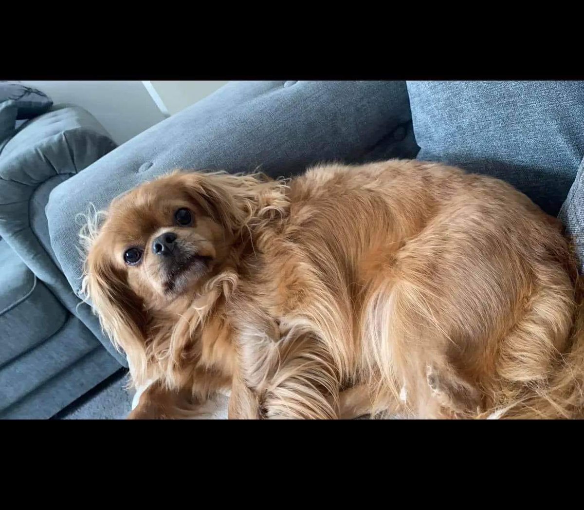 rosieDoc2's tweet photo. #FindTeddy 

STOLEN ONE YEAR AGO 
HE WANTS TO COME HOME 
29/10/22 
CHIPPED&amp;NEUTERED 
Update on #fbgroup ⬇️ so sad 😞 

Why oh why does this keep happening to families 💔

https://t.co/vgzjfAWJQT

@KarenFi51820768 @bs2510 @4ourdogs @vee_essex @MenaViana @JacquiSaid @LisaClareRead2 https://t.co/hyvKPEHQS8