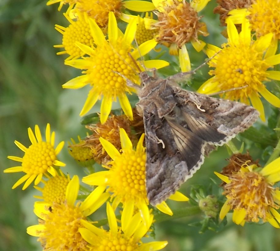 Silver Y Moth on Common Ragwort near Buxton, Derbyshire this week #wildflowerhour @DaNES_Insects