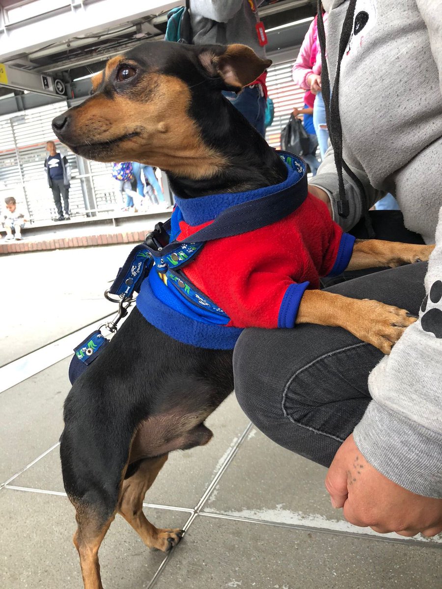 TransMilenio's tweet photo. 🐾 este amigo necesita nuestra ayuda 🐾 

Llego perdido a la estación Jiménez y se encuentra con nuestro equipo de Gestores. Si alguien desea brindarle un hogar o sabe quienes son sus dueños, estaremos atentos a nuestro DM. https://t.co/lz5qRybtYP