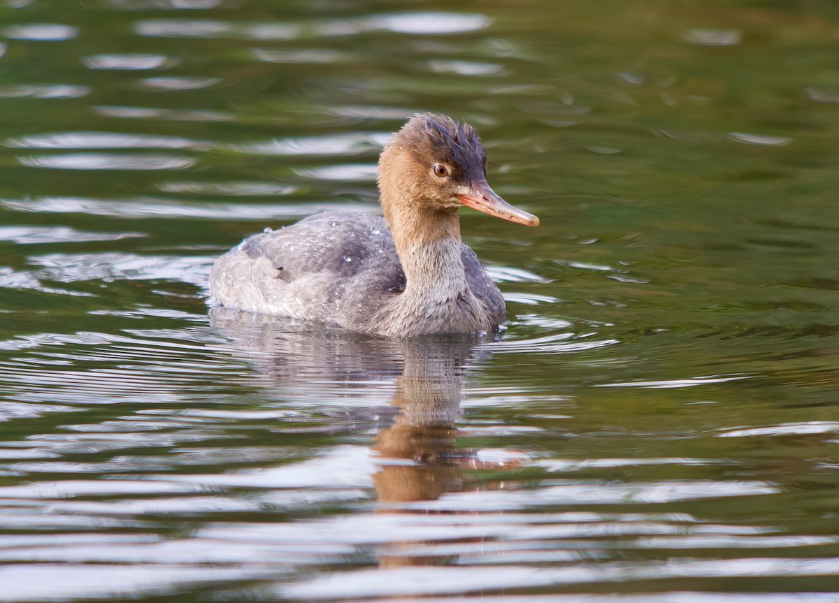 The Red-breasted Merganser @digiscoping on a local lake showed down to feet while busy catching fish this morning using a @SwarovskiOptik and @panasonic GH4