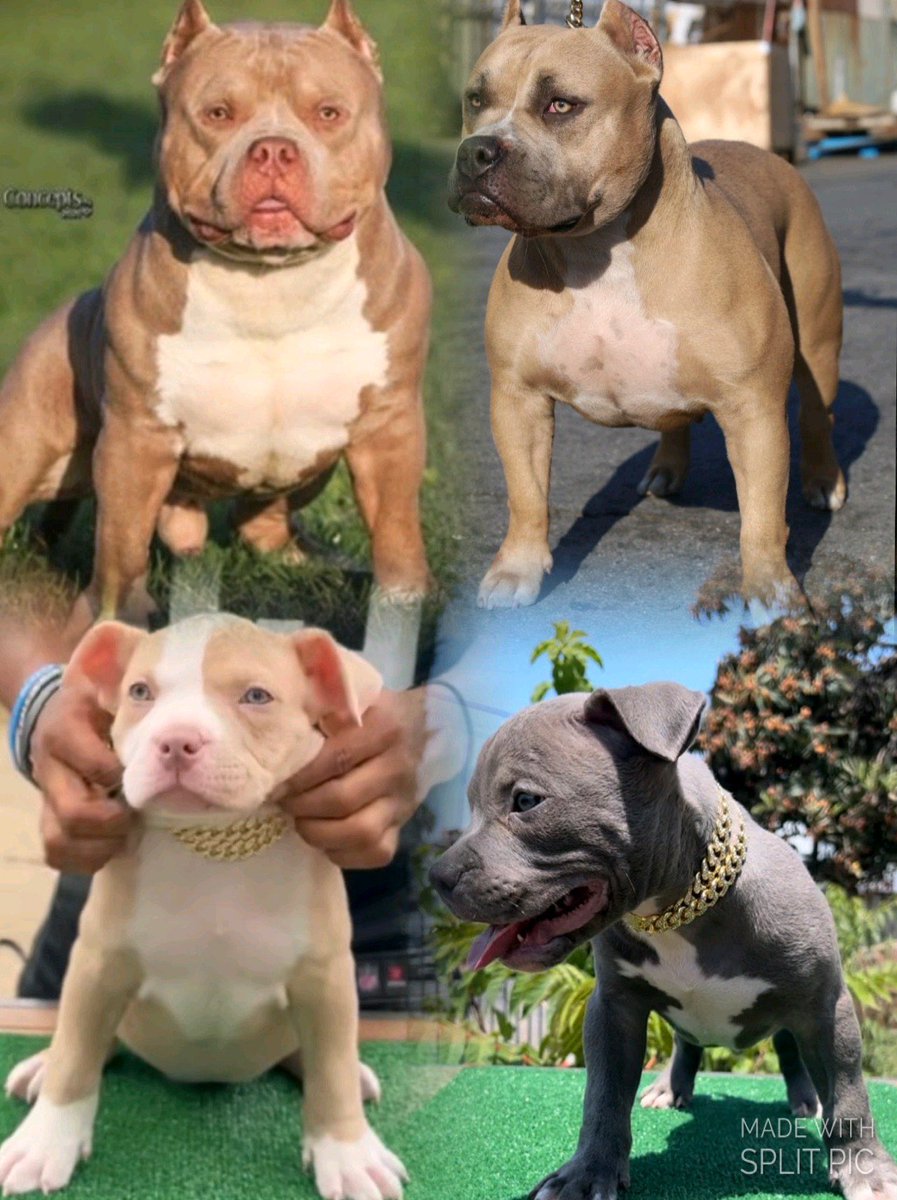 Tae Extreme Kennels LLC tweet media