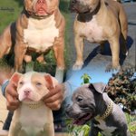 Photo by Tae Extreme Kennels LLC (@TEKennells)
