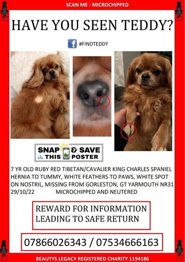 rosieDoc2's tweet photo. #findTeddy 

CAN YOU HONESTLY SAY THESE EYES 👀 ARE NOT THE ONES LOOKING AT YOU THIS MINUTE? 
Stolen Tibetan / cavalier King Charles 
29/10/22 GREAT YARMOUTH 🆘 https://t.co/RcN3PFViGK