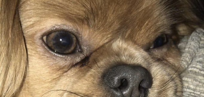 rosieDoc2's tweet photo. #findTeddy 

CAN YOU HONESTLY SAY THESE EYES 👀 ARE NOT THE ONES LOOKING AT YOU THIS MINUTE? 
Stolen Tibetan / cavalier King Charles 
29/10/22 GREAT YARMOUTH 🆘 https://t.co/RcN3PFViGK