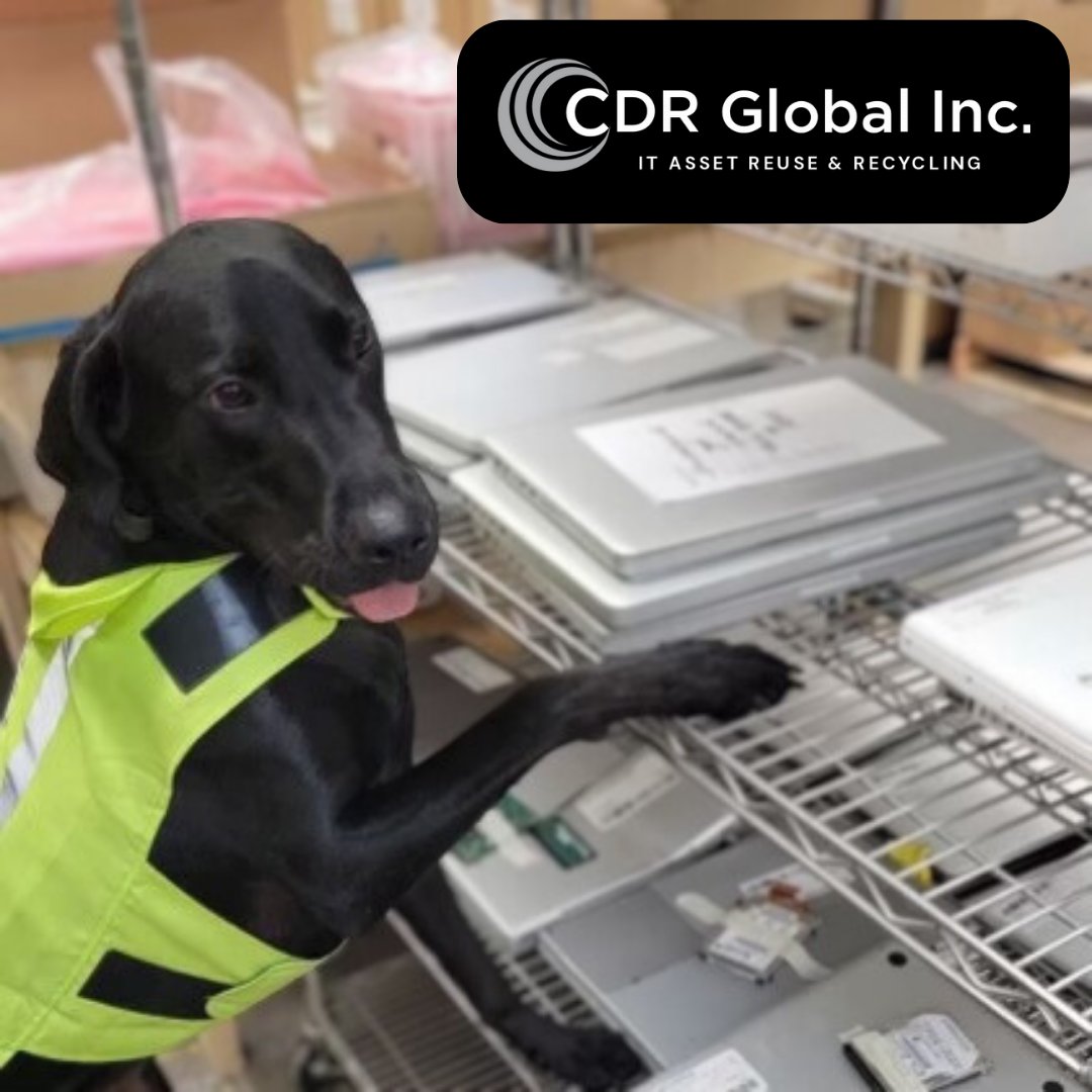 On this fine Monday morning, Maxx is lending a helping paw to pick orders and spread some much-needed cheer. May we all kickstart the week with Maxx's infectious energy and enthusiasm! 🐶❤️ 

#MaxxPawsitivity #CDRDNA #ITAD #refurbishedtech #recyclereducereuse #technology #1okc
