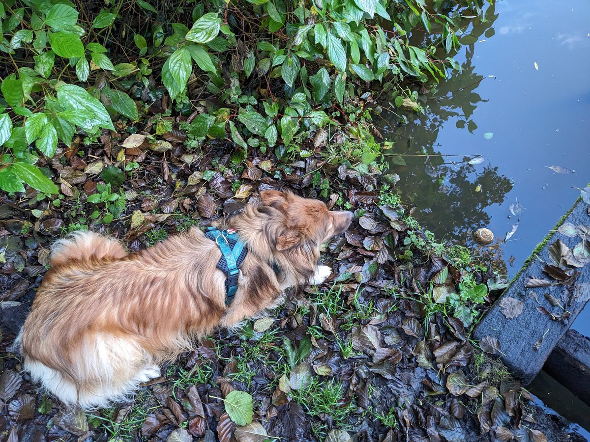 CamasTheCollie's tweet image. It&apos;s been a while since I worked on Fiona&apos;s retrieves. An unpredictable bounce this morning gave her a chance to be useful. Where&apos;s a Labrador when you need one? 🐾🐾⚾🏞️😏
#BorderCollie
#FetchIt
#SundayMotivation