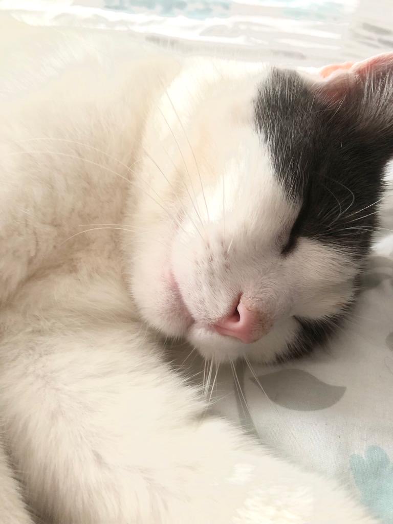 Sunday nap #catsoftwitter #catsomtwitter #cats #catsofX