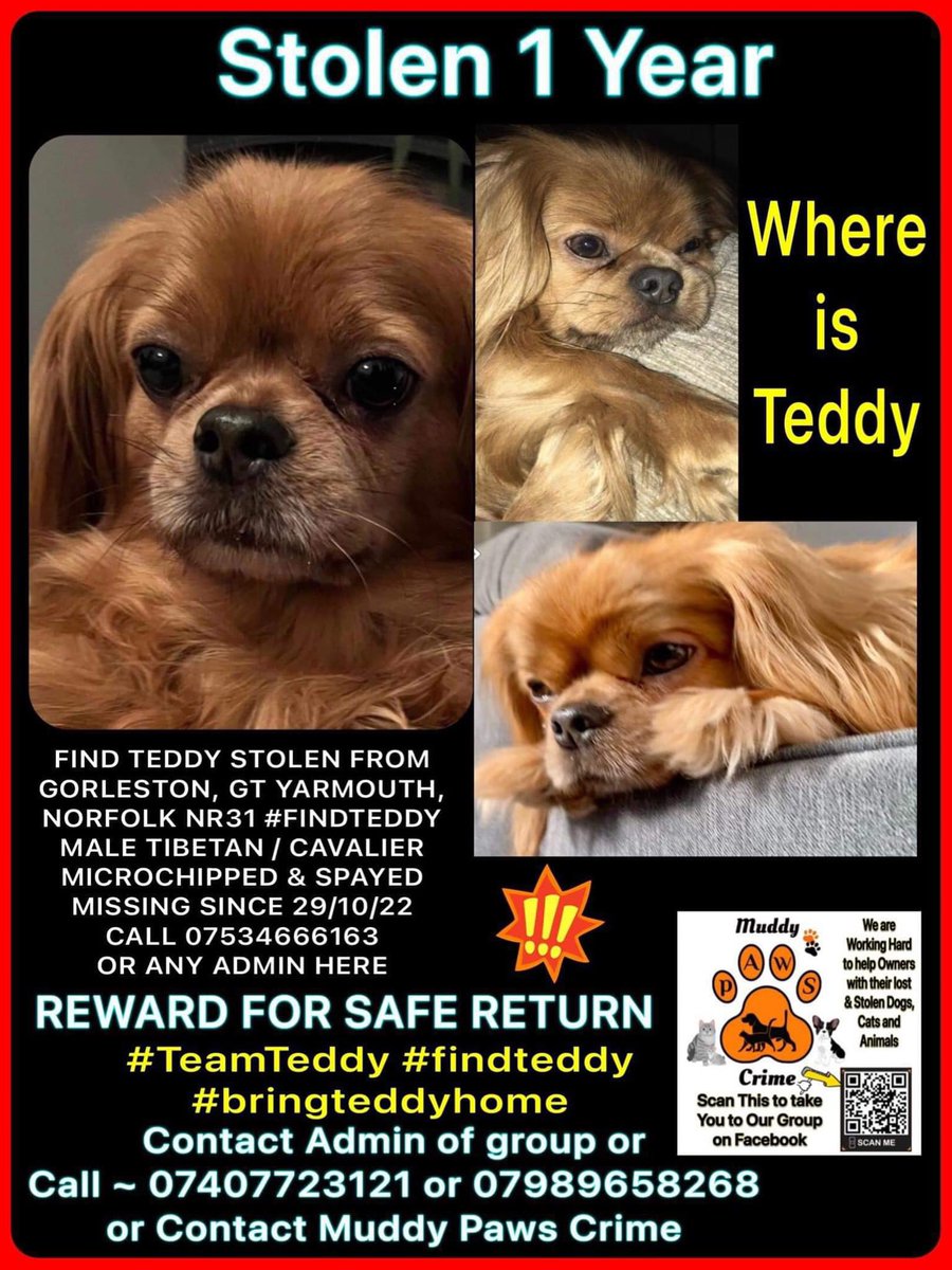 Where are you Teddy? Stolen from Great Yarmouth 1 year ago today and could be anywhere now 💔Help #FindTeddy and make this nightmare stop🛑 @muddypawscrime @KarenFi51820768 @lisffc @rosiedoc666 @pettheftaware @clare64575931 @PetTheftUK @FernVillaDogs @SheilaGarci2 @JuliaGarland7